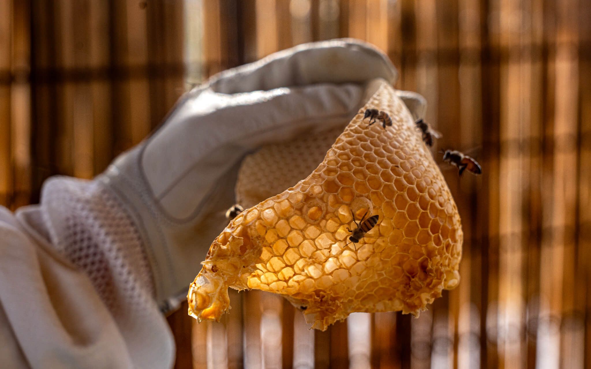 Beekeeping 101 Course | The Climate Tribe